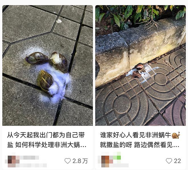危险的非洲大蜗牛正在扩张，北方也可能失守 - 7