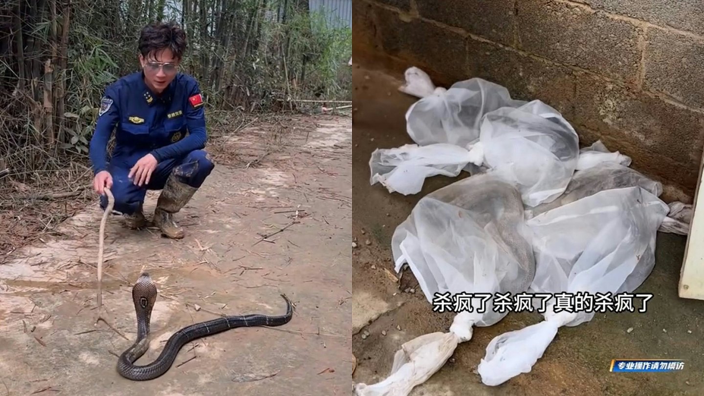福建救援员两度驰援广西灾区，日均徒手捕获20条毒蛇 - 1