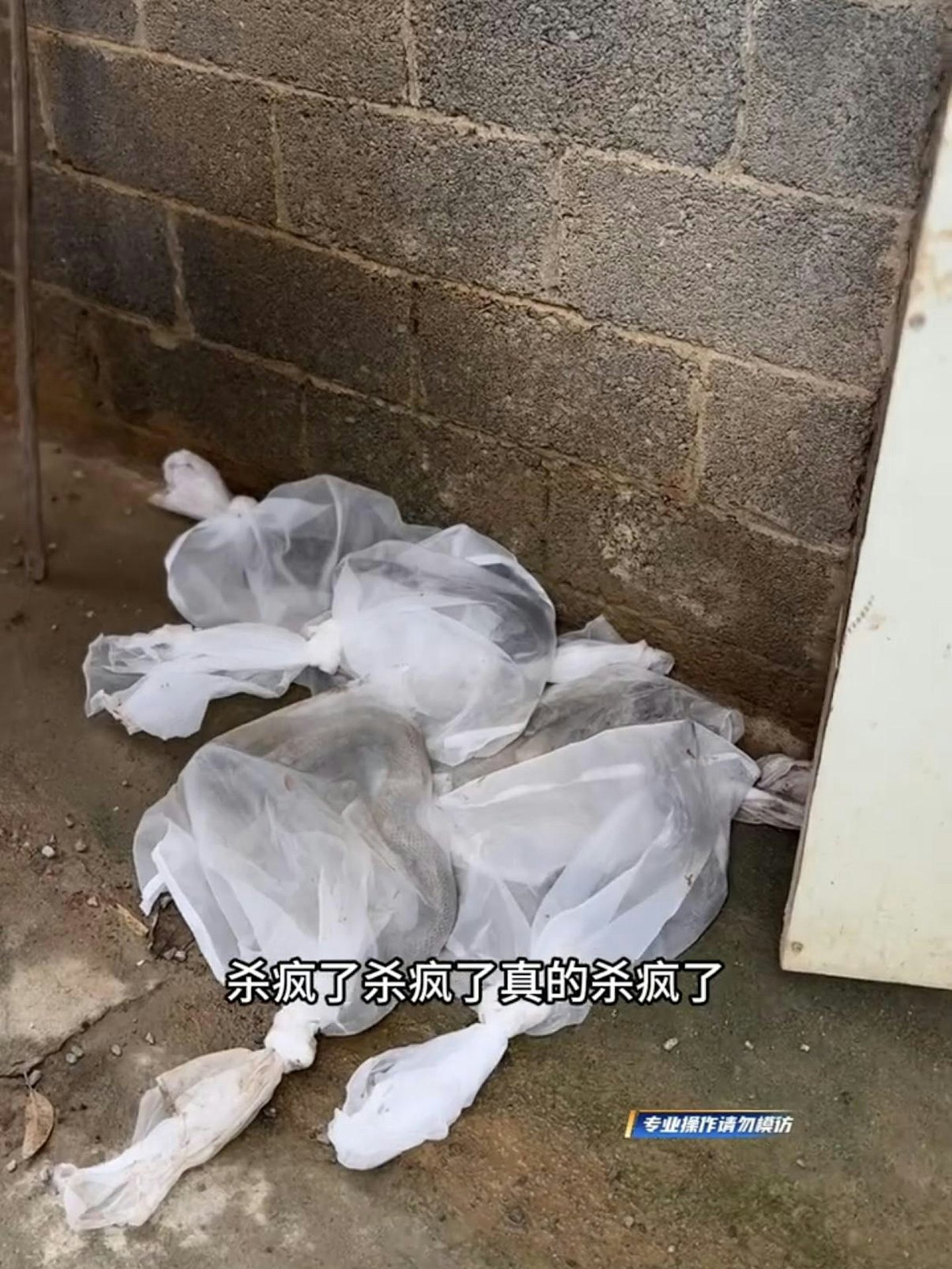 福建救援员两度驰援广西灾区，日均徒手捕获20条毒蛇 - 3