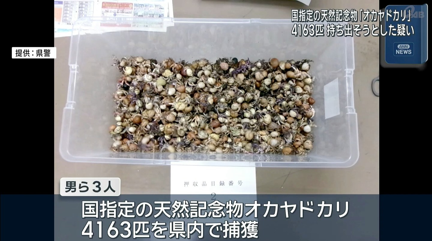 3名中国籍男子涉走私4163只冲绳寄居蟹被捕,疑犯称不知包裹内容 - 4