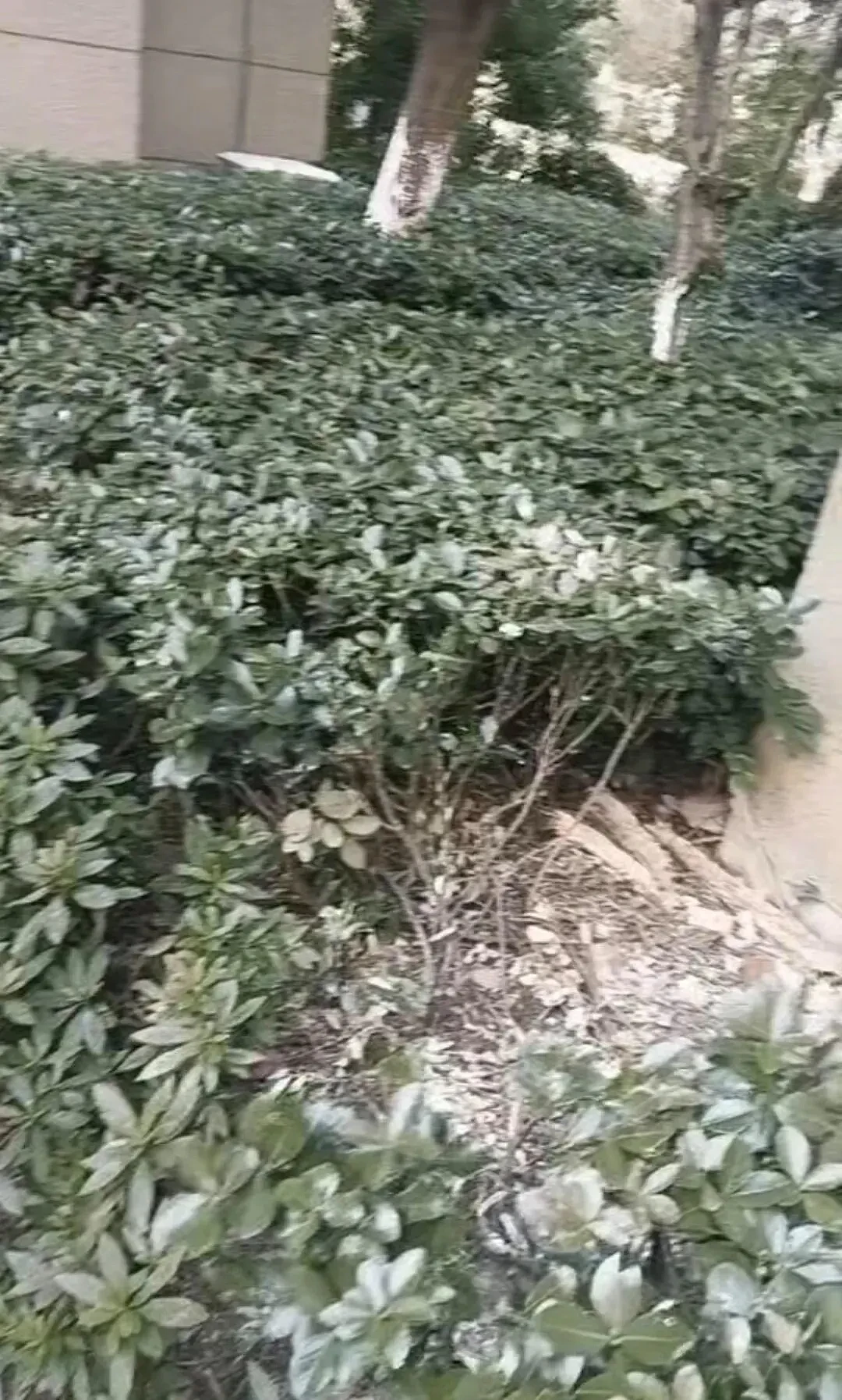 20岁女孩从18楼坠落奇迹生还，家人还原事发细节（组图） - 1
