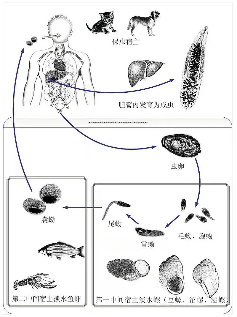 5人聚餐后全部确诊，4人肝受损！劝你一口别吃（组图） - 11