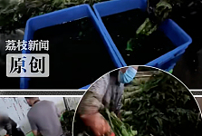 “甲醛白菜”风波还没完，中国又曝出“染色莴笋”！多家企业违法使用添加剂被查（组图）