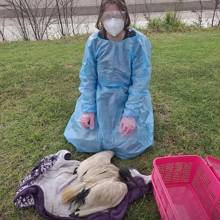 Bendigo野生动物救援人员在湖边照料朱鹭(原报道图片)