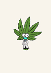 悉尼大麻叶子weed老店