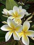 鸡蛋花树苗