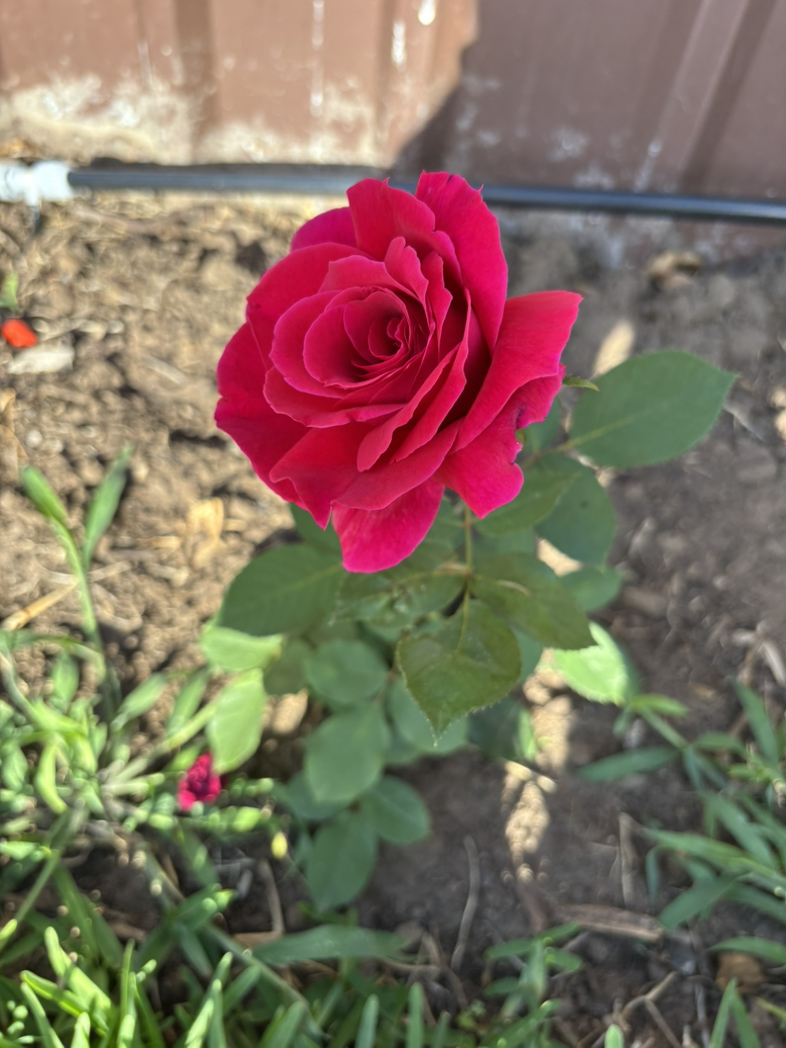 今日珀斯玫瑰月季栀子花菊花 玫瑰月季栀子花菊花