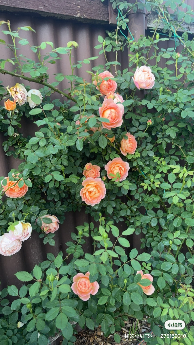 今日珀斯玫瑰月季栀子花菊花 玫瑰月季栀子花菊花