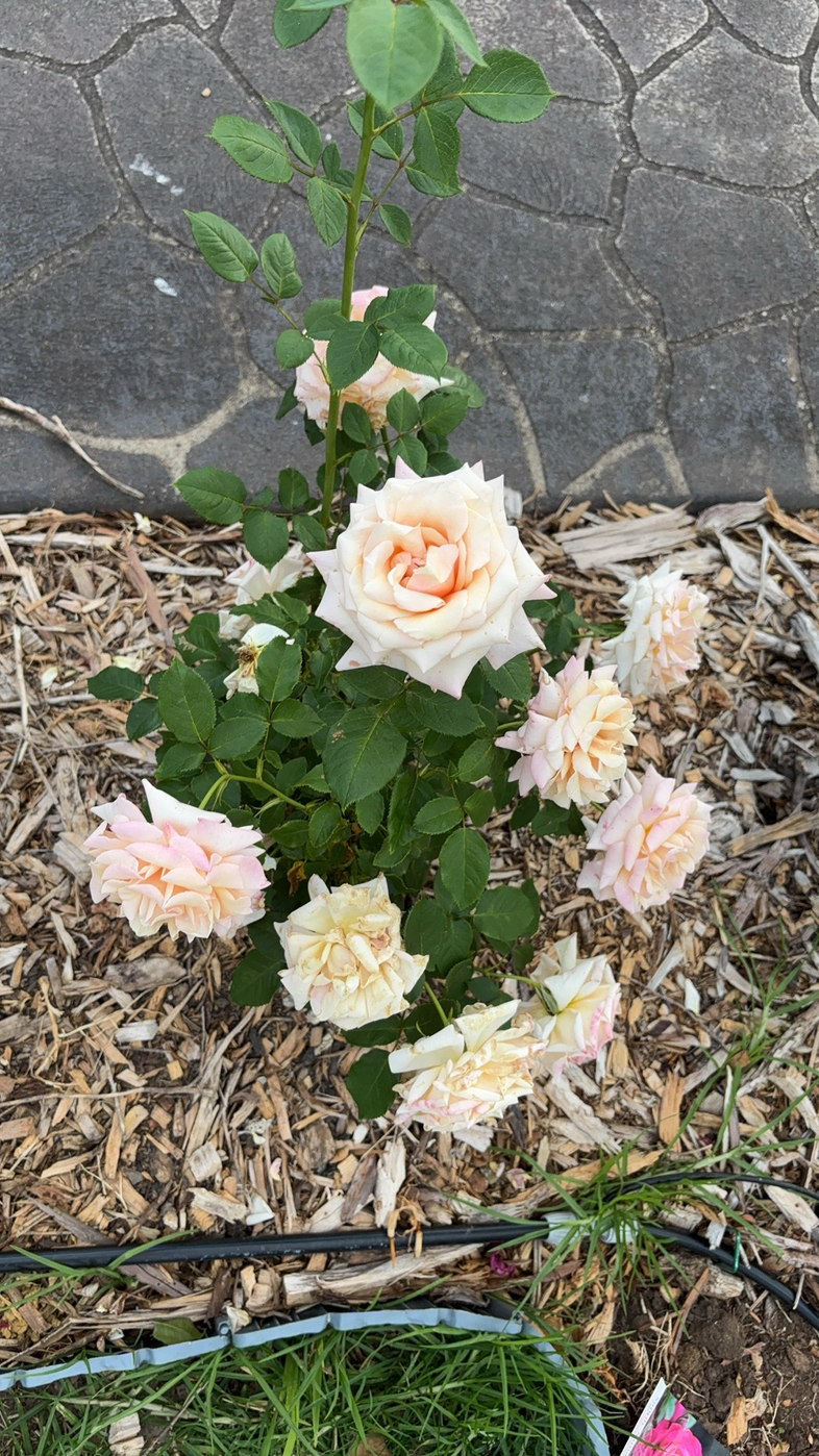 今日珀斯玫瑰月季栀子花菊花 玫瑰月季栀子花菊花
