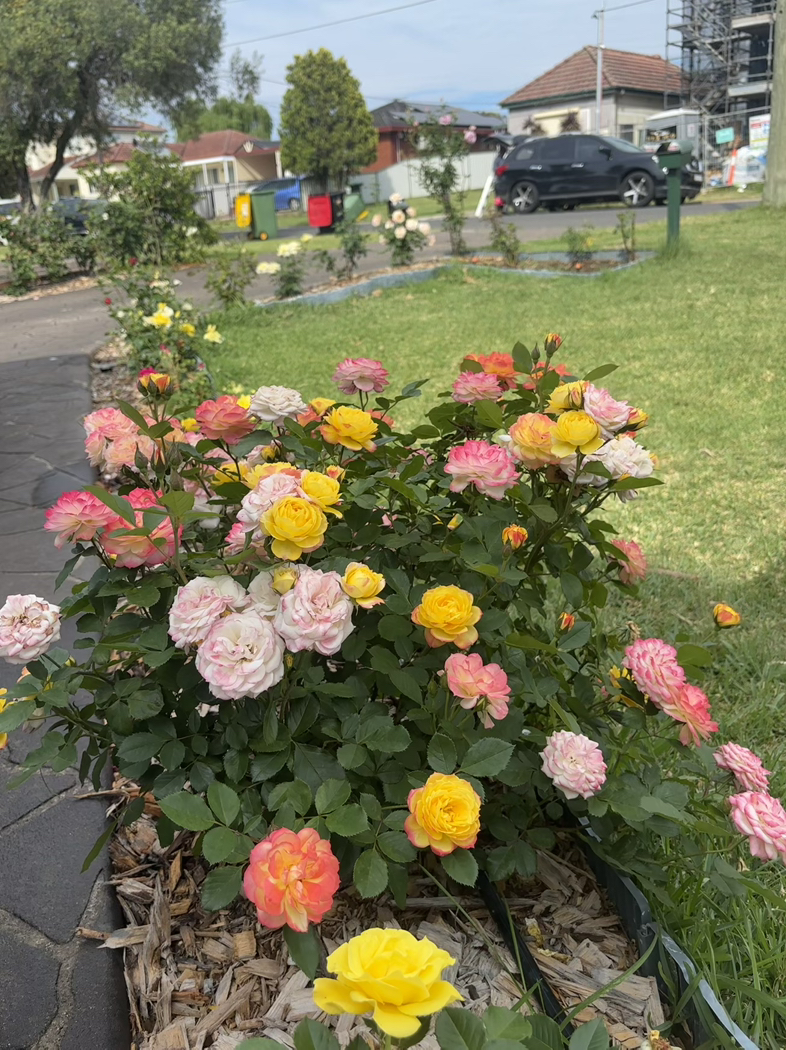 今日珀斯玫瑰月季栀子花菊花 玫瑰月季栀子花菊花