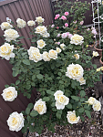 玫瑰月季栀子花菊花