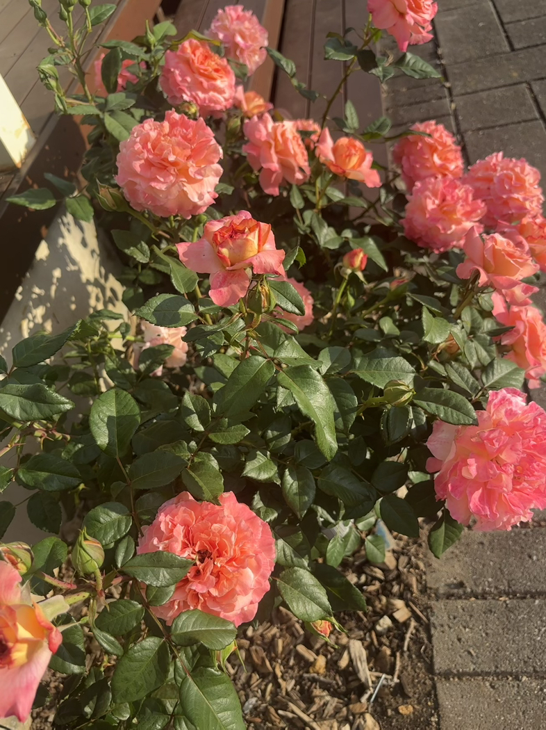 今日珀斯玫瑰月季栀子花菊花 玫瑰月季栀子花菊花