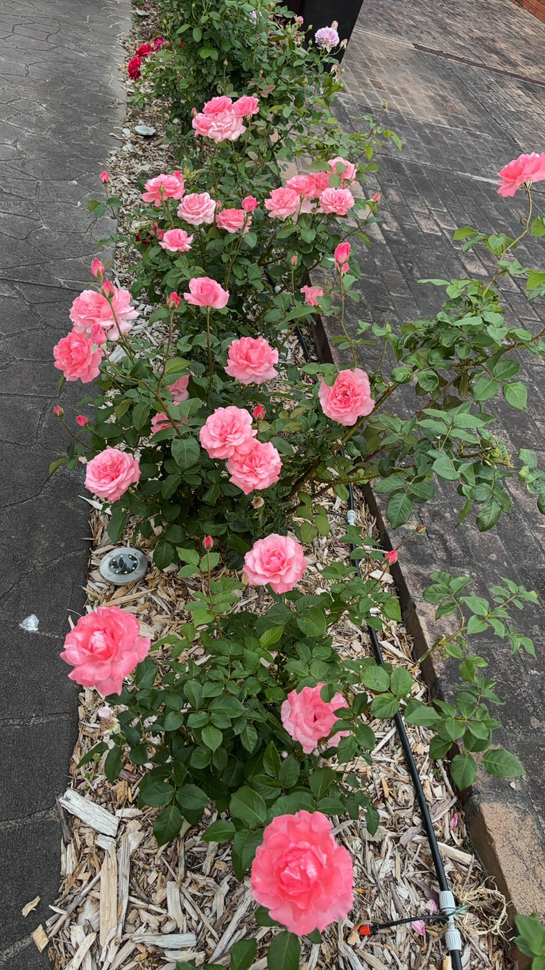 今日珀斯玫瑰月季栀子花菊花 玫瑰月季栀子花菊花