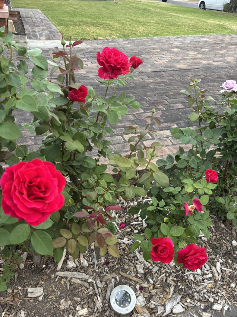 今日珀斯玫瑰月季栀子花菊花 玫瑰月季栀子花菊花