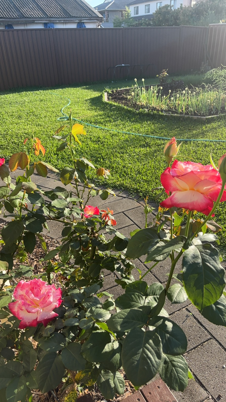 今日珀斯玫瑰月季栀子花菊花 玫瑰月季栀子花菊花