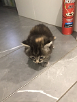 出售虎斑布偶猫