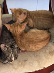 悉尼地区小猫咪求领养