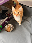 免费3个月小橘猫公猫 求领养