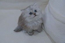 悉尼纯种英长银渐层猫宝宝