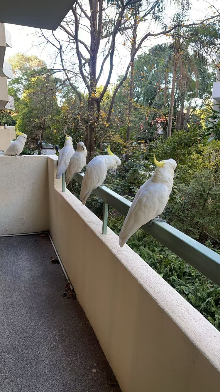 今日珀斯Chatswood 地铁口主卧招租带衣帽间 Chatswood 地铁口主卧招租带衣帽间