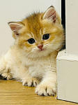 小猫出售3000一只Easter show获奖breeder