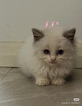 给猫咪找个家 价格可议