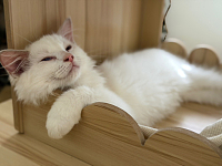 重点色蓝双布偶小猫