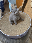 悉尼蓝猫弟弟妹妹找新家