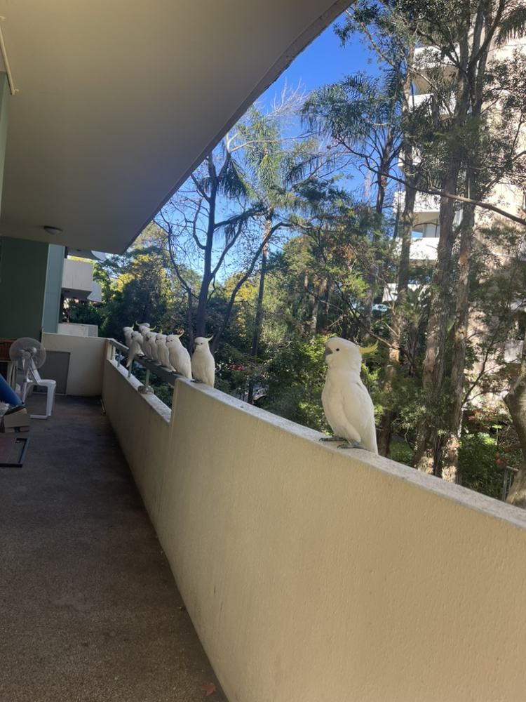 今日珀斯Chatswood 地铁口主卧招租带衣帽间 Chatswood 地铁口主卧招租带衣帽间