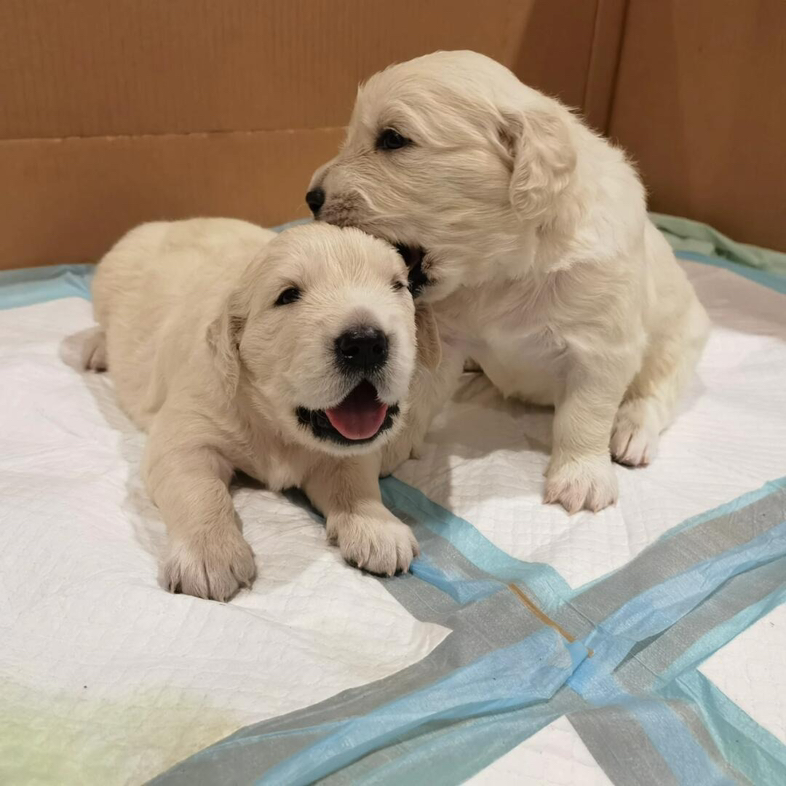 今日墨尔本20天金毛幼犬兄妹寻爱心领养家庭 20天金毛幼犬兄妹寻爱心领养家庭