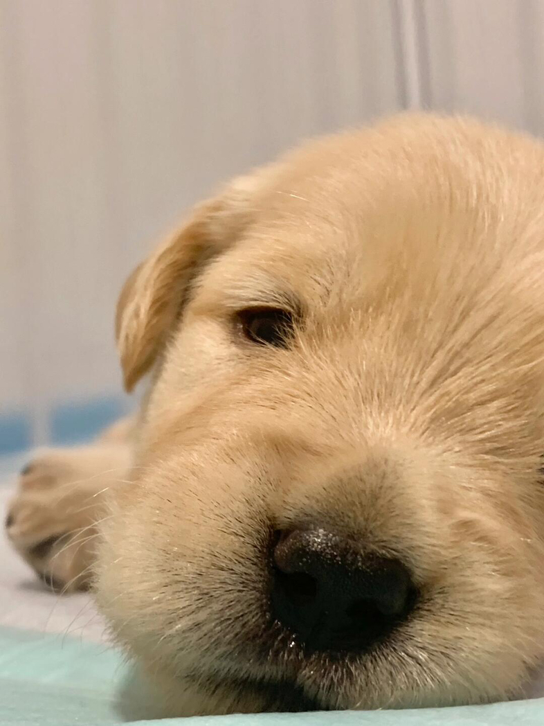 今日墨尔本20天金毛幼犬兄妹寻爱心领养家庭 20天金毛幼犬兄妹寻爱心领养家庭