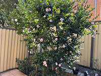 Homebush West  房間出租獨立洗手間