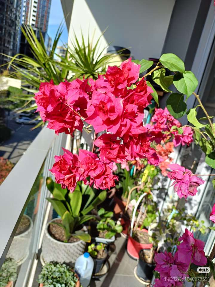 今日珀斯三角梅 三角梅