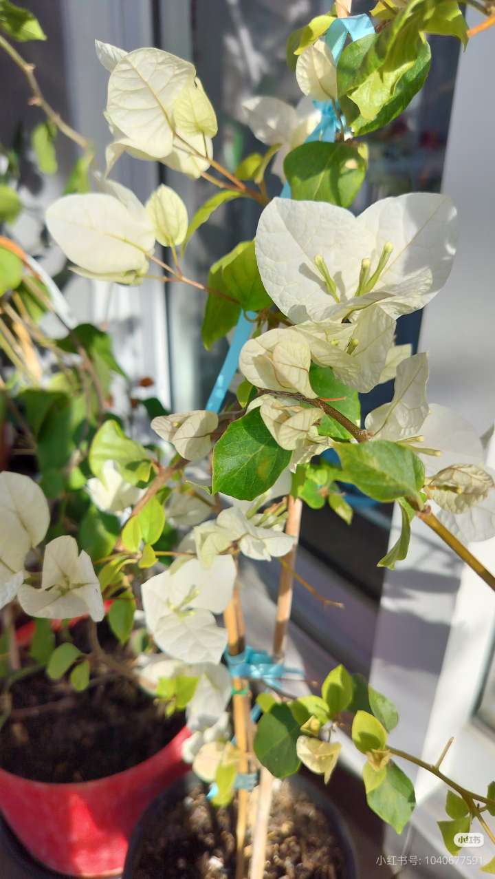 今日珀斯三角梅 三角梅