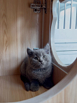 悉尼蓝猫弟弟找新家