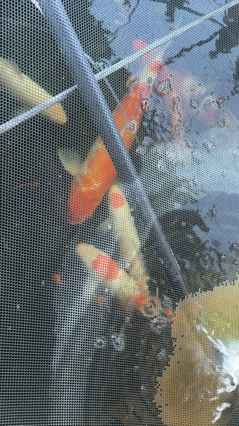 今日中央海岸锦鲤出让 锦鲤出让