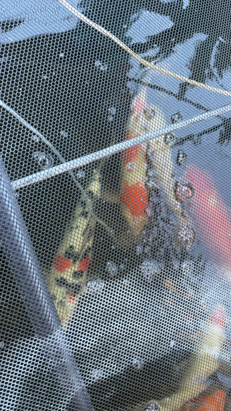 今日中央海岸锦鲤出让 锦鲤出让