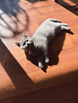  蓝猫妹妹找新家啦 