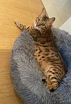 纯种可爱豹猫寻找新家
