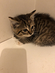 猫咪找新家