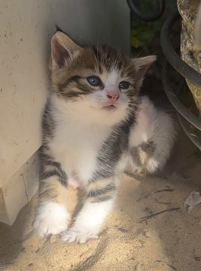 今日卧龙岗可爱小猫活泼好动 可爱小猫活泼好动