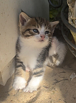 可爱小猫活泼好动