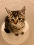 猫咪找新家