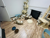 因个人原因为20只猫咪寻找新家