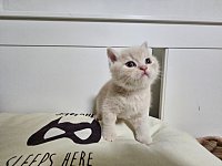 乳白色英短小猫找新家