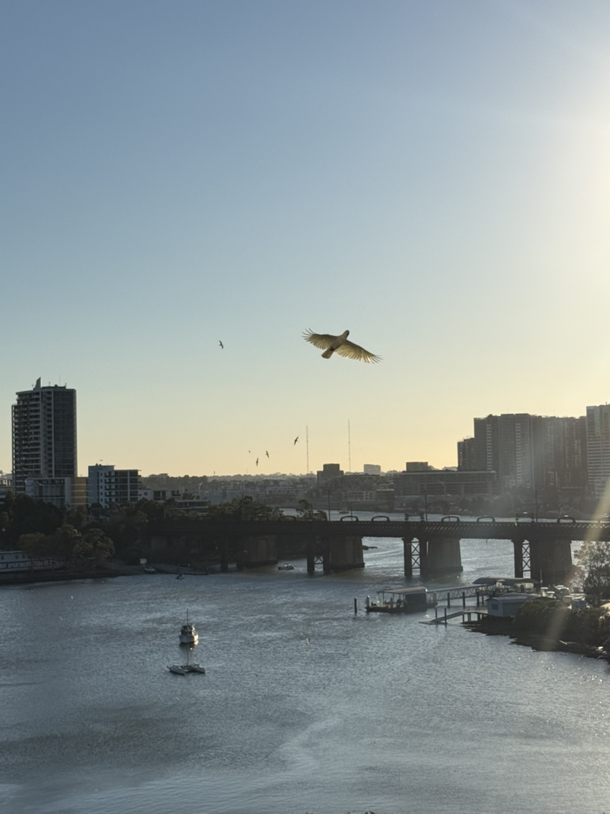 今日悉尼Meadowbank Ryde水景次卧出租 Meadowbank Ryde水景次卧出租