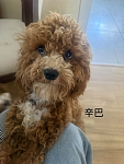 Cavoodle 白毛基因帅哥借配