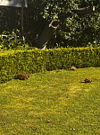 Wahroonga 悉尼北区车库出租