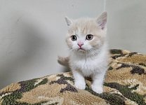 5只奶油色乳色小猫找新家