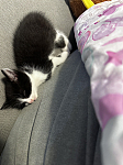 Burwood 免费送养一只小奶牛猫